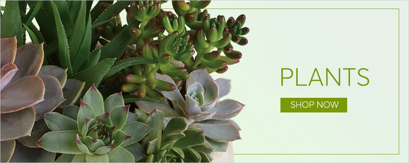 Plants Delivery - Send Plants